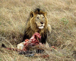 African-male-lion-eating-zebra.