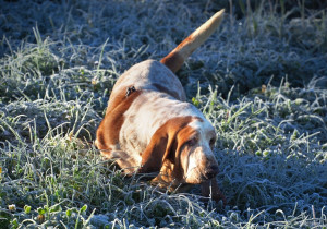 Frosty Morning When Frost...