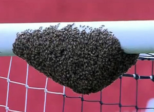 brazilian-soccer-game-delayed-after-a-swarm-of-bees-invaded-the-goal ...