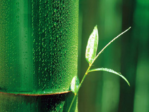 Bamboo Leaf Wallpaper - Bamboo Leaves Wallpaper