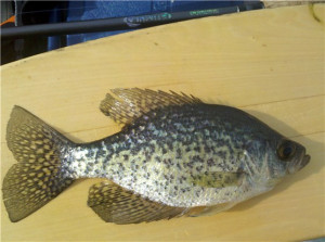 Beauty Fitness And Fashion