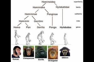 Olive Pictures Image Others