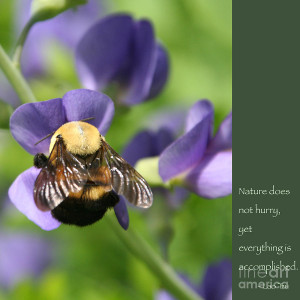 Bumble Bee With Zen Quote Photograph