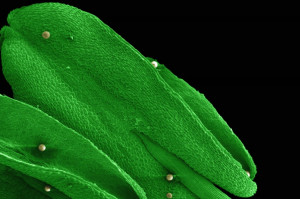 Microscope Wallpaper Credited