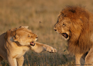 Cool Lion And Lioness Love