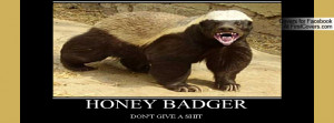 honey badger cover