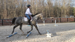trainingottbs.comRetraining Off-the-Track Thoroughbred Horses
