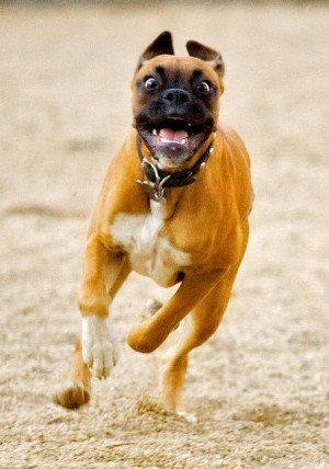 Running view of Boxer dog... click on picture to see more