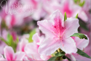 To download the free azalea quote printable, you can click here .