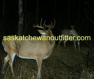 Related Pictures whitetail deer hunting deer hunting quotes
