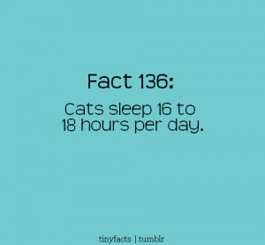 Cats sleep 16 to 18 hours per day. – Fact Quote
