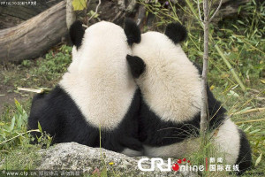 点击查看所有中国旅奥超级可爱大熊猫