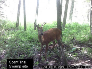 Thread: Homemade deer scent field trials