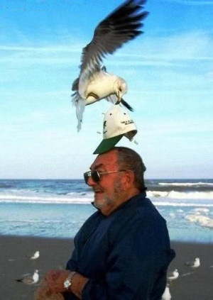 funny man and seagull moment funny man and seagull moment