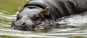 Save Our Species - Supporting the legal protection and management ...