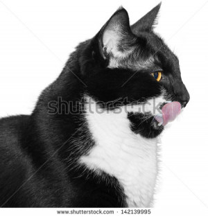 Black And White Tuxedo Cat