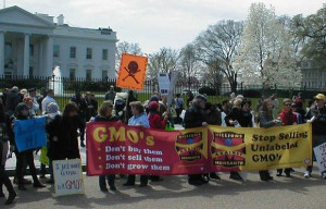 ... Americans support GMO labeling. Photo: Flickr via Alexis Baden-Mayer