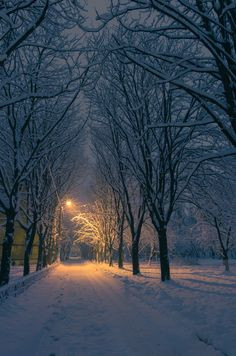 Snowy forest lane in Kyiv, Ukraine More