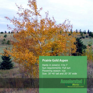 Prairie Gold Aspen Tree