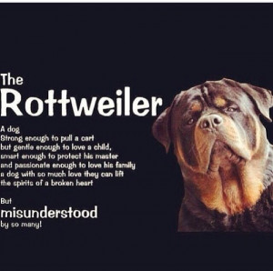 RottweilerPuppies, Doggie Galore, Things Rottie, So True, Rottweilers ...