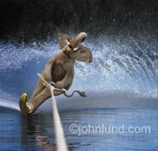 Related Pictures funny photos waterskiing waterski pool