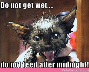 Get It Now, Cats Are Gremlins….