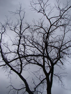 image of leafless trees silhouetted against silvery sky