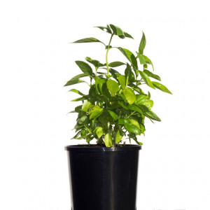 SWEET BASIL HERB 12.5cm / 125mm
