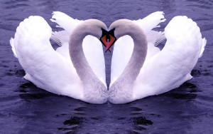 Love-wallpapers-Beautiful Love Swan-wallpaper