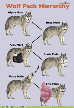 Alpha and Omega Wolf Hierarchy