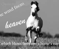 The Horse Is Here To Stay But The Automobile Is Only A Novelty