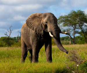 Wallpaper Download Grazing