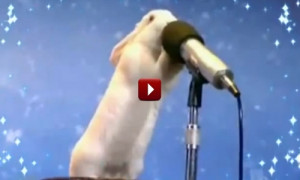 funny-rabbit-steals-the-talent-show-2014-03-13-142909-58.jpg?w=531&h ...