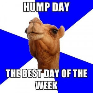 Hump day  #humpday #camel #wednesday