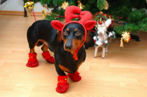 funny christmas animals app christmas themes up already funny ...