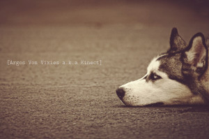 Siberian Dogs Quotes Wallpaper Picture 164