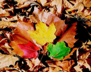 ... Fine Art Photography Halloween Harvest Fall Thanksgiving Nature Rustic