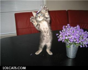 Cute Kitten Jazz Hands Funny...