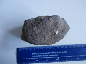 Identify Shell Fossils
