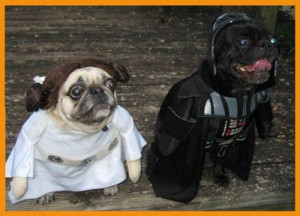 Darth Vader pug and Princess Leia pug!
