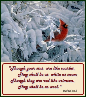 cardinal on snow with Bible verse sin as scarlet
