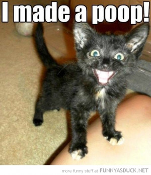 Related Pictures stepping in poop cat pictures