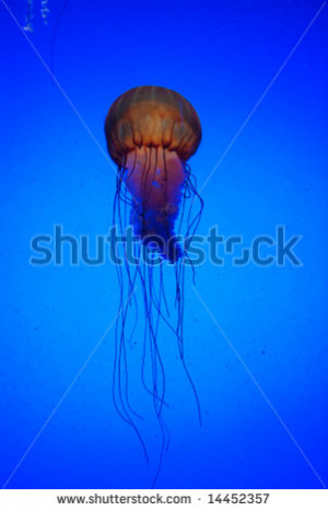 closeup of jelly fish floating jellyfish on black background jellyfish