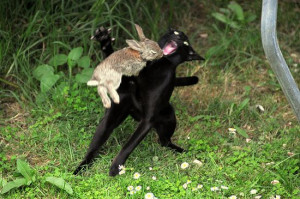 Rabbit Attacks Cat