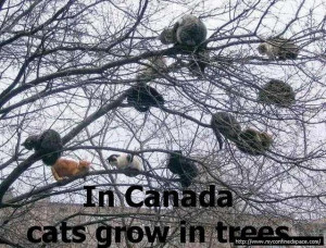 Cats Grow In Trees In Canada - Cat Macro