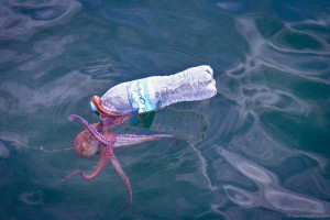 Found this Octopus attempting to clean up trash in the ocean…