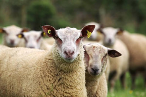 Welsh sheep farmers to stop selling lamb this week