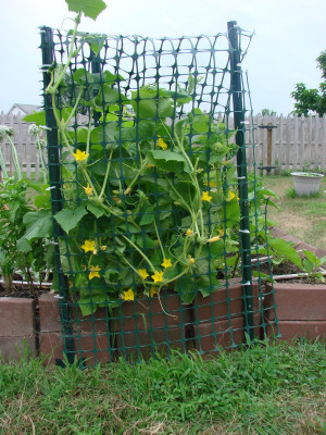 vegetable gardening question-garden-7-08-021.jpg
