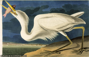 Grand Héron (forme claire) / Great Blue Heron (color morph white)