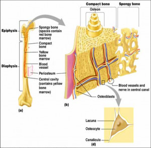 anatomy and physiology 5th cheat answers eye diagram saladin anatomy ...